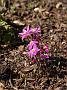 Hepatica nob.jap.Feuergeist